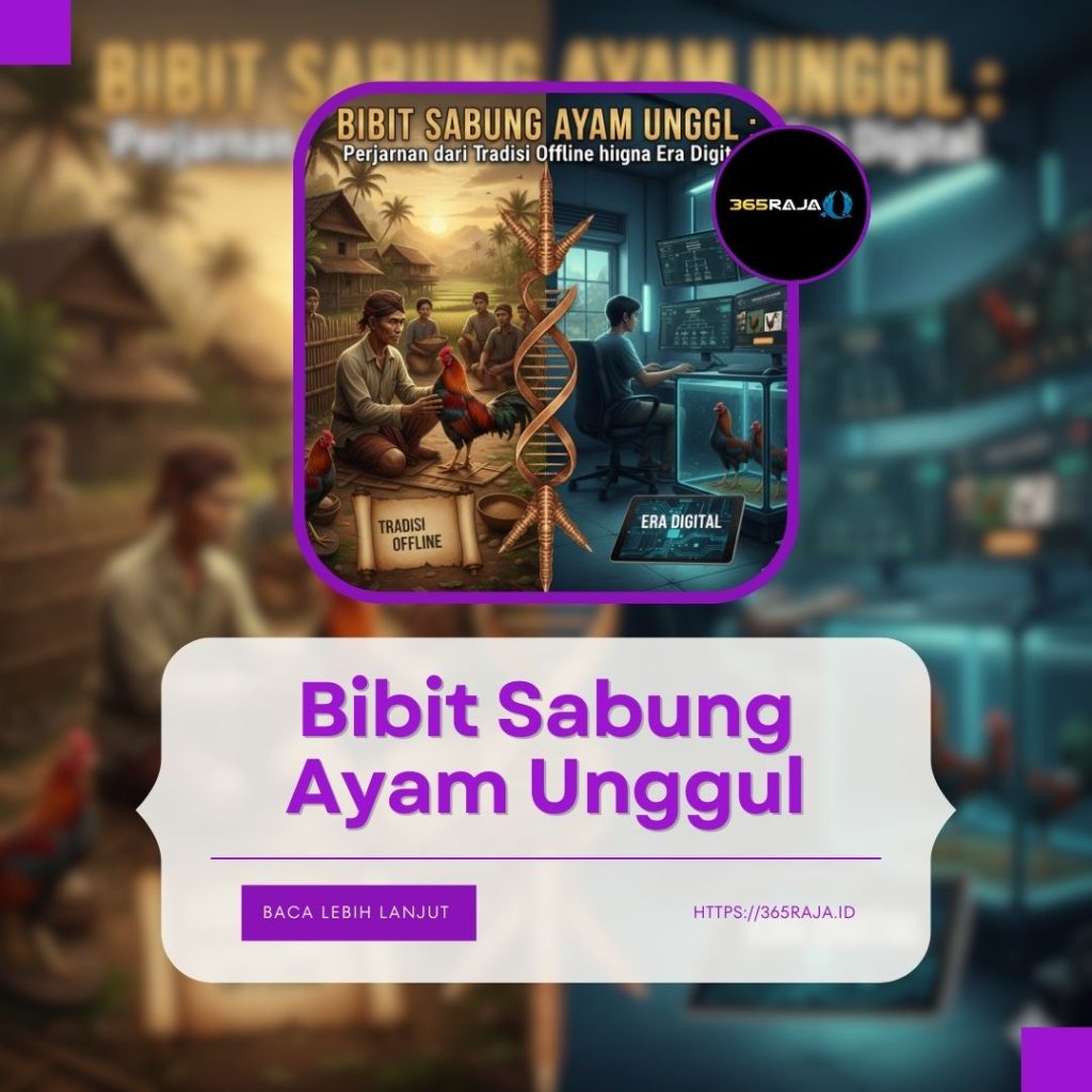 bibit sabung ayam unggul hasil breeding tradisional